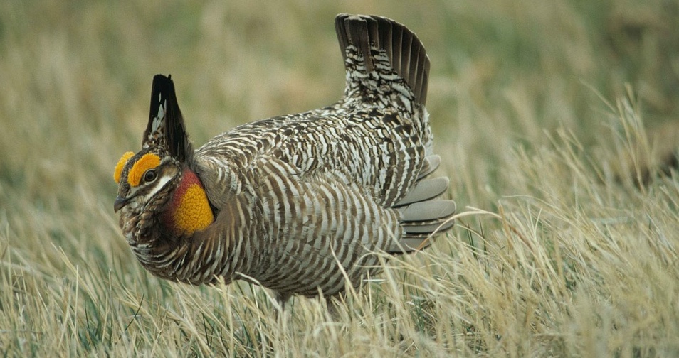 Prairie Chicken Conservation Heading Image