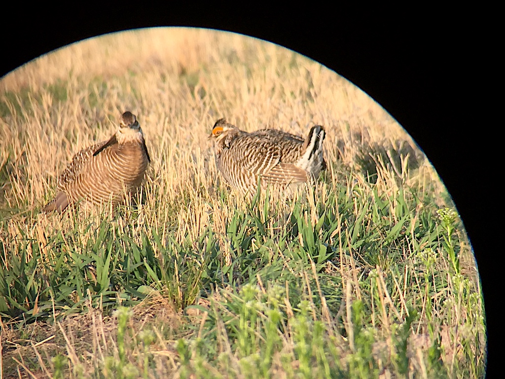 Prairie Chicken viewed through scope