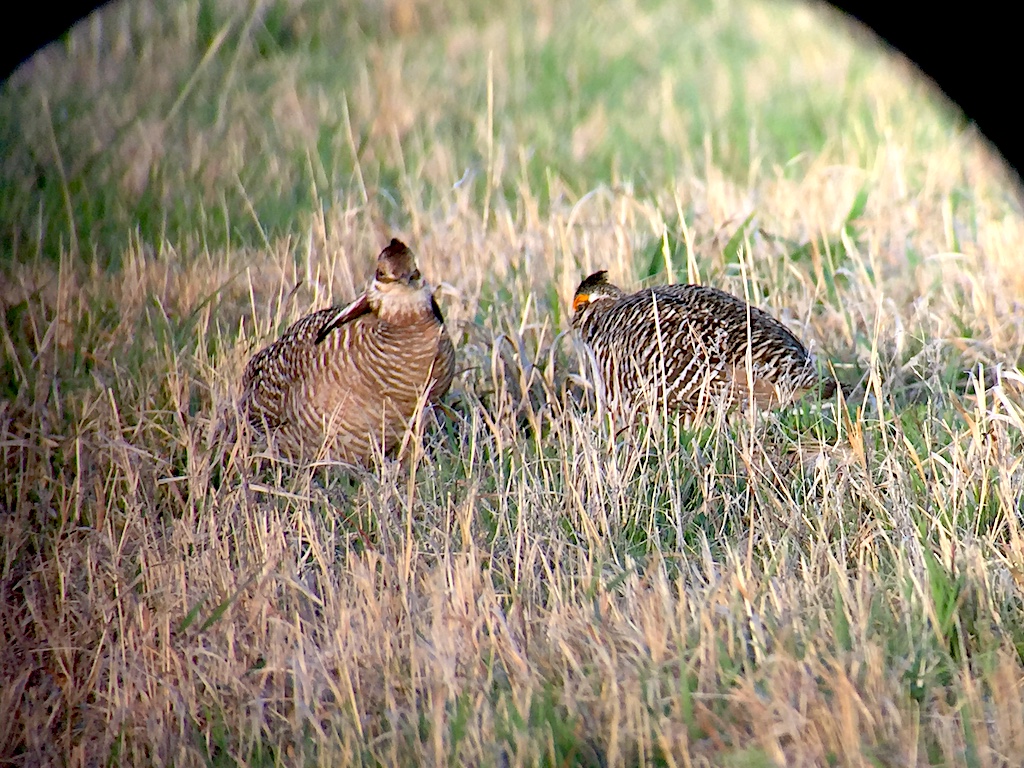 Prairie chicken through scope